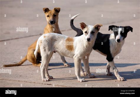 en.perdos|perros en la calle.